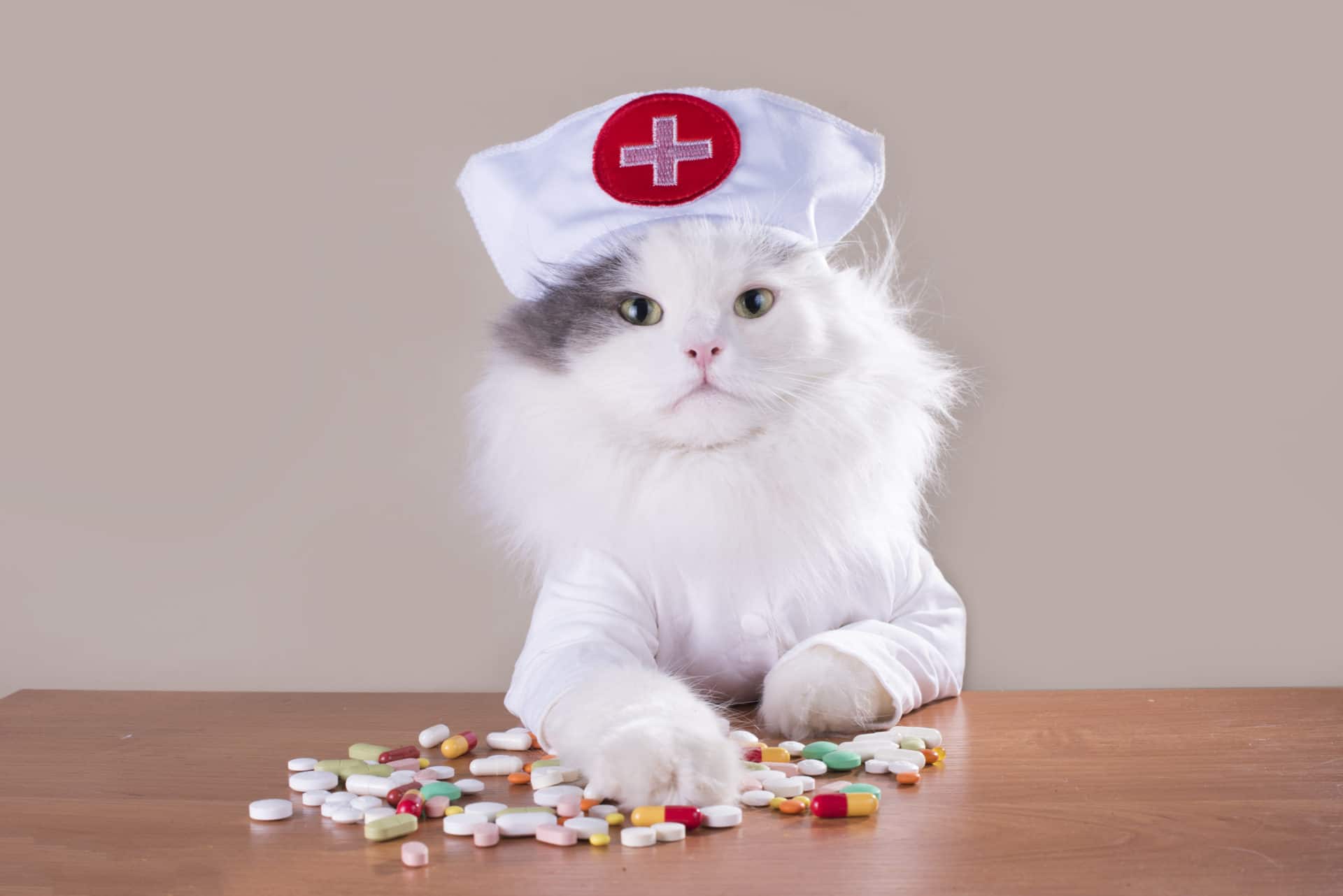 About Risks and Side Effects Consult your Purrr Macist 